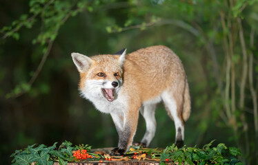 Portrait of a cute red fox eating red berries on a tree stump in a dark forest