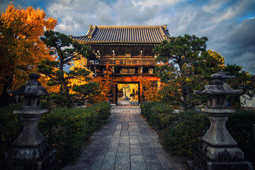 Fototapeta premium Ginkgo leaves and shrine in autumn in Kyoto, Kansai, Japan