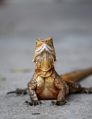 Bearded dragon, Australia