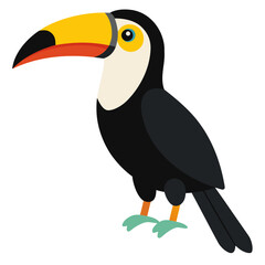 toucan isolated on white background
