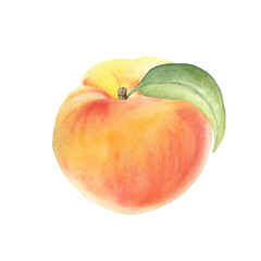 Peach with leaf, watercolor illustration, hand drawn, isolated on white background. Suitable for design, print.