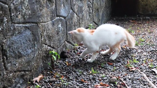 A playful kitten spots a mouse outdoors and springs into action. Watch as the curious kitten chases and pokes at the mouse, displaying its natural hunting instincts.