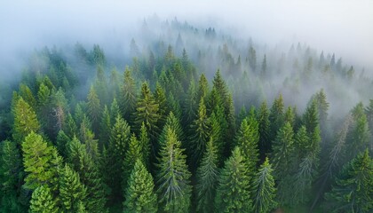 Fototapeta premium misty forest landscape with tall pine trees in the mist aerial view green spruce forest with fog pine tree wallpaper with a foggy nature background