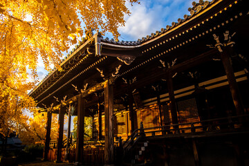 Fototapeta premium Ginkgo leaves and shrine in autumn in Kyoto, Kansai, Japan