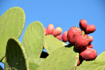 prickly pear cactus