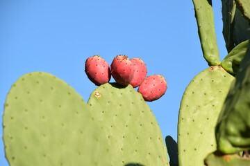 prickly pear cactus