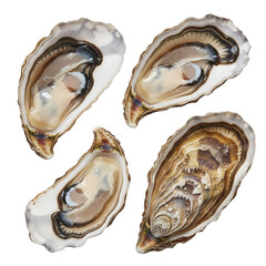 Naklejka premium Freshly Shucked Oysters: A Gourmet Seafood Delicacy on White