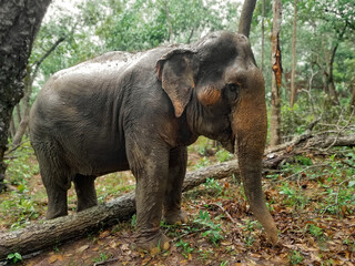 Rescued Asian Elephant Enjoying Forest Freedom