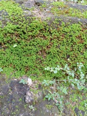 Moss that sticks to red brick houses. It grows in damp places. It is green in color.