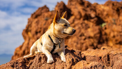 dog sitting an red rocks