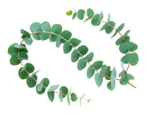 Eucalyptus Branch in Gentle Curve Shape, Stylized Botanical Cutout, isolated on transparent background PNG