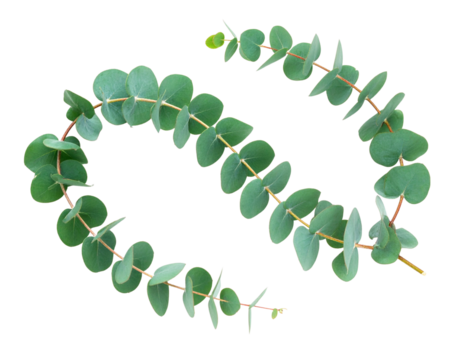Eucalyptus Branch in Gentle Curve Shape, Stylized Botanical Cutout, isolated on transparent background PNG