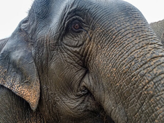 Close-up of Asian Elephant
