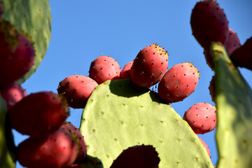 prickly pear cactus