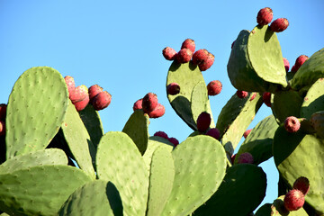 prickly pear cactus