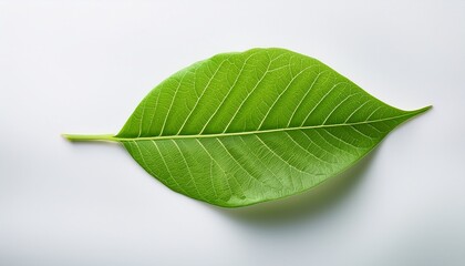 Fototapeta premium single green leaf symbol of nature growth and sustainability isolated on transparent background