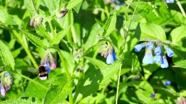 Honey bee flying around of blooming blue flowers in summer garden. Common comfrey or Symphytum officinale in bloom. Natural floral background.  4K footage.