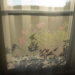 Lever de soleil derri&egrave;re ma fen&ecirc;tre