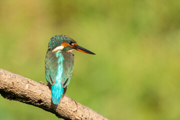 Kingfisher (alcedo atthis) in natural habitat.