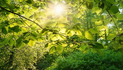 Fototapeta premium bright summer foliage with sunlight filtering through leaves