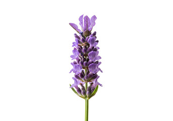 Obraz premium Close-up of a vibrant purple lavender flower stalk.