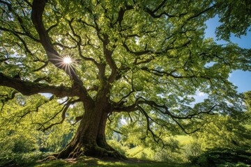 Sunlight streams through the wide canopy of a majestic, old tree in a lush, green landscape under a clear blue sky