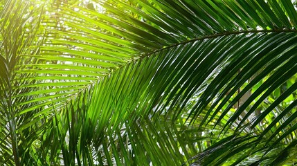 Palm leaves form an intricate pattern against a tropical rainforest background, with lush greenery creating a vibrant, exotic scene that evokes the serene beauty of dense jungle foliage.