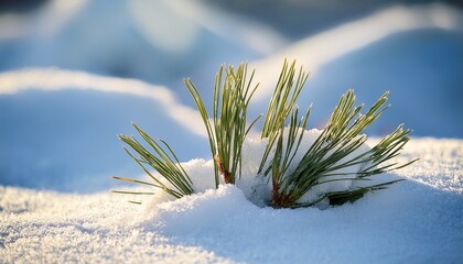 needle leaves of the flower protrude from beneath the snow