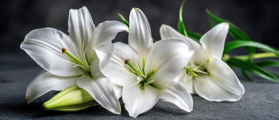 Fototapeta premium Elegant white lilies with green leaves rest on a gray surface, showcasing their delicate petals and vibrant stamens