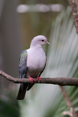 Obraz premium Green Imperial Pigeon (Ducula aenea) perched on branch with blurred subtropical palm foliage at Tai Mo Shan, Hong Kong. Large arboreal pigeon with iridescent green wings, pale pinkish-gray body