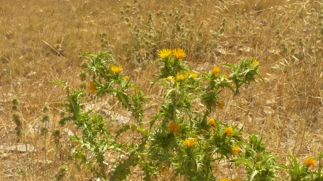 Wild thistle blooming in a dry Mediterranean meadow