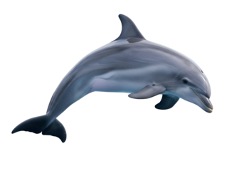 Close-up of a bottlenose dolphin leaping.