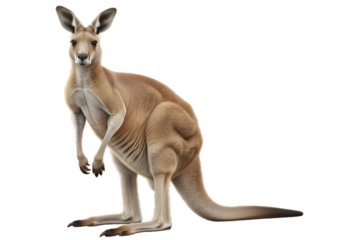 A kangaroo stands alert and facing forward.