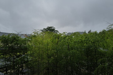 clouds over the forest