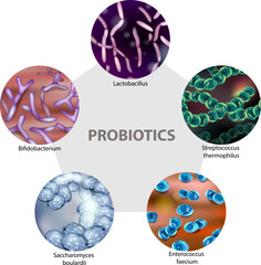Probiotic Microbes 3D Infographic  Lactobacillus, Bifidobacterium, Streptococcus, Enterococcus, Saccharomyces. Gut-Health Bacteria Illustration 