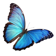 Vibrant blue morpho butterfly with intricate wing patterns isolated on transparent background