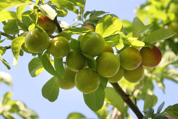 Young green plum fruit on a tree, fruit