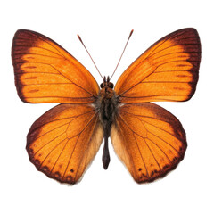 Fototapeta premium Detailed close up of a vibrant orange butterfly isolated on transparent background