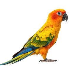 Obraz premium Vibrant sun conure parrot with colorful plumage isolated on transparent background