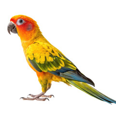 Fototapeta premium Vibrant sun conure parrot standing proudly isolated on transparent background