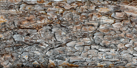 Weathered Wood Texture with Peeling Bark Pattern