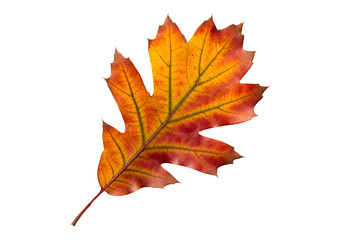 Fototapeta premium Vibrant autumn leaf against a black background.