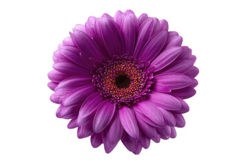 Close-up of a vibrant purple gerbera daisy, centered against a black background.  The petals are tightly clustered, showcasing a rich, deep purple hue.  A yellow-gold center adds a pop of contrast