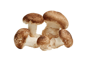 Fresh shiitake mushrooms, close up.