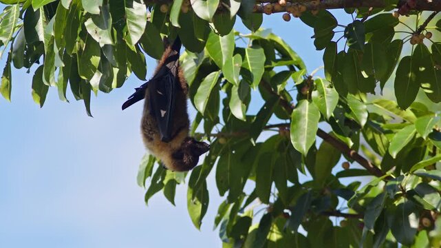 Ryukyu Flying Fox Resting in a Fig Tree.