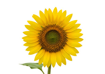 Fototapeta premium A sunflower against a black background.