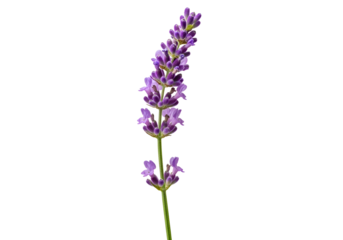Close-up of a single lavender sprig against a black backdrop.