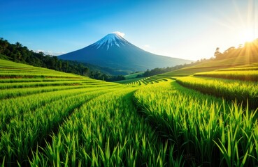 Fototapeta premium Lush green rice fields with Mount Fuji in the background during sunrise