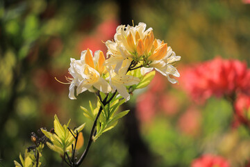 Rhododendron flower close-up on a bush