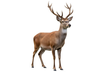 Side view of a deer against a black background.